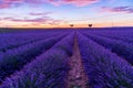 Lavender field summer landscape near Valensole Royalty Free Stock Photo
