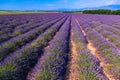 Lavender field summer landscape near Valensole Royalty Free Stock Photo