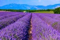 Lavender field summer landscape near Valensole Royalty Free Stock Photo