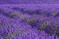 Lavender field summer landscape near Valensole Royalty Free Stock Photo