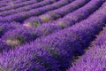 Lavender field summer landscape near Valensole Royalty Free Stock Photo