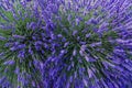 Lavender field summer landscape near Valensole Royalty Free Stock Photo