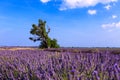 Lavender field summer landscape Royalty Free Stock Photo