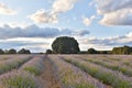 Lavender field summer sunset landscape with cloudy sky