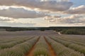 Lavender field summer sunset landscape with cloudy sky