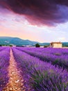 Lavender field summer sunset landscape Royalty Free Stock Photo