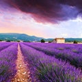 Lavender field summer sunset landscape Royalty Free Stock Photo