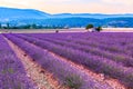 Lavender field summer sunset landscape near Sault Royalty Free Stock Photo