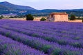 Lavender field summer sunset landscape near Sault Royalty Free Stock Photo