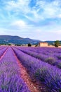 Lavender field summer sunset landscape near Sault Royalty Free Stock Photo