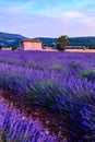 Lavender field summer sunset landscape near Sault Royalty Free Stock Photo