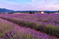 Lavender field summer sunset landscape near Sault Royalty Free Stock Photo