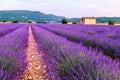 Lavender field summer sunset landscape near Sault Royalty Free Stock Photo