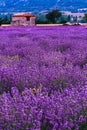 Lavender field summer sunset landscape near Sault Royalty Free Stock Photo