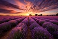 Lavender field summer sunset landscape Royalty Free Stock Photo