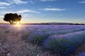 Lavender field summer sunset landscape near Valensole, France Royalty Free Stock Photo