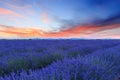 Lavender field summer sunset landscape near Valensole Royalty Free Stock Photo