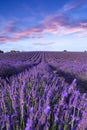 Lavender field summer sunset landscape near Valensole Royalty Free Stock Photo