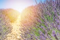 Lavender field summer sunset landscape near Valensole Royalty Free Stock Photo