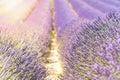 Lavender field summer sunset landscape near Valensole Royalty Free Stock Photo