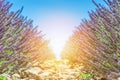 Lavender field summer sunset landscape near Valensole Royalty Free Stock Photo