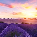 Lavender field summer sunset landscape