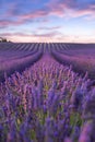 Lavender field summer sunset landscape near Valensole Royalty Free Stock Photo