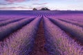 Lavender field summer sunset landscape near Valensole Royalty Free Stock Photo