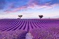 Lavender field summer sunset landscape Royalty Free Stock Photo