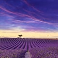 Lavender field summer sunset landscape Royalty Free Stock Photo