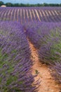 Lavender field summer sunset landscape near Valensole, Provence, France. Europe. Royalty Free Stock Photo