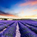 Lavender field summer sunset landscape near Valensole Royalty Free Stock Photo