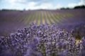 Lavender field summer sunset landscape near Valensole.Provence,France Royalty Free Stock Photo