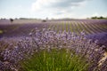 Lavender field summer sunset landscape near Valensole.Provence,France Royalty Free Stock Photo