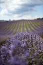 Lavender field summer sunset landscape near Valensole.Provence,France Royalty Free Stock Photo