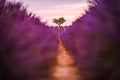 idyllic travel landscape. Blooming lavender in a field at sunset in Provence, France. Blur meadow floral closeup view