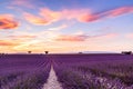 Lavender field summer sunset landscape in Provence Royalty Free Stock Photo