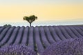 Lavender field Summer sunset landscape Royalty Free Stock Photo