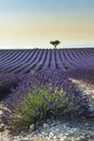 Lavender field Summer sunset landscape Royalty Free Stock Photo