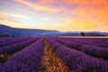 Lavender field summer sunset Royalty Free Stock Photo