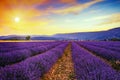 Lavender field summer sunset Royalty Free Stock Photo