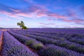 Lavender field summer sunset landscape Royalty Free Stock Photo