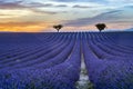 Lavender field Summer sunset landscape with trees Royalty Free Stock Photo