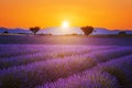 Lavender field summer sunset landscape Royalty Free Stock Photo