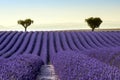 Lavender field summer sunset landscape Royalty Free Stock Photo