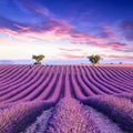 Lavender field summer sunset landscape Royalty Free Stock Photo