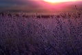 Lavender Field in the summer sunset time Royalty Free Stock Photo