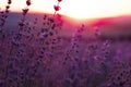 Lavender Field in the summer sunset time Royalty Free Stock Photo