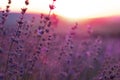 Lavender Field in the summer sunset time Royalty Free Stock Photo