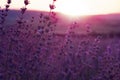 Lavender Field in the summer sunset time Royalty Free Stock Photo